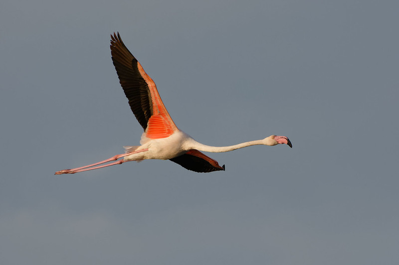 Flamant rose.jpg